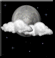 Monday Night: Partly cloudy, with a low around 55. Light southeast wind. 